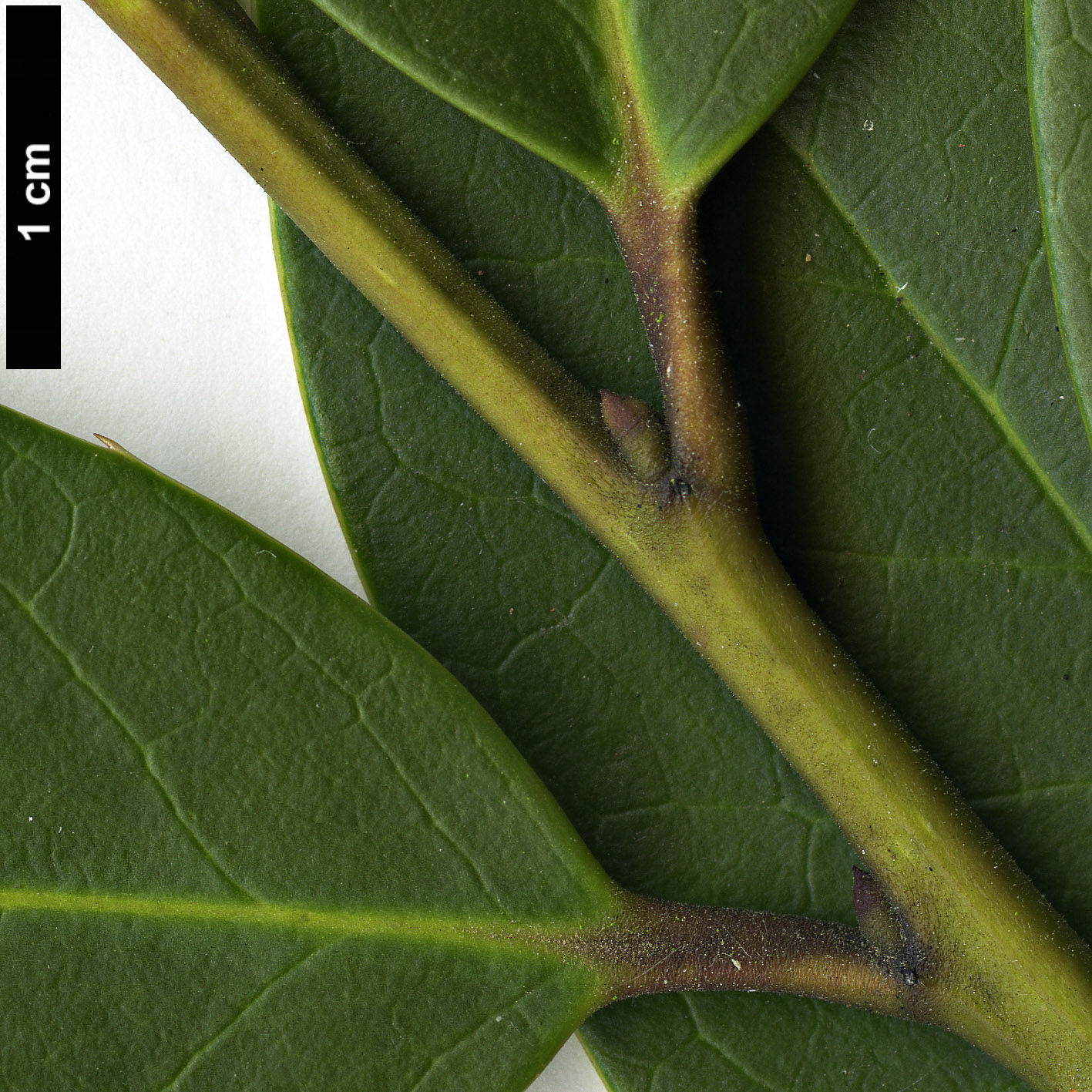 High resolution image: Family: Aquifoliaceae - Genus: Ilex - Taxon: ×beanii (I.aquifolium × I.dipyrena)